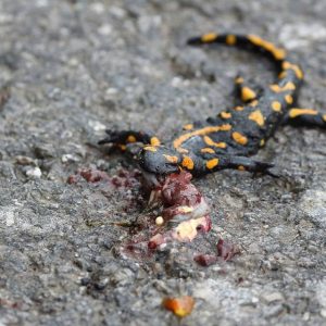 Salamandra škvrnitá (Salamandra salamandra) úhyn pri prekonávaní migračnej bariéry - cesty. Foto: V. Kĺč