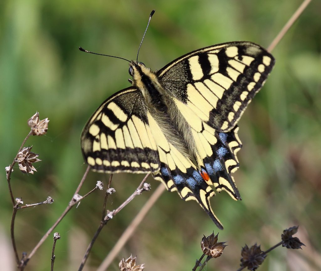 vidlochvost feniklový (Papilio machaon) foto: V. Kĺč