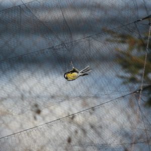 Odchyt spevavcov do špeciálnej ornitologickej, nárazovej siete. Foto: V. Kĺč.